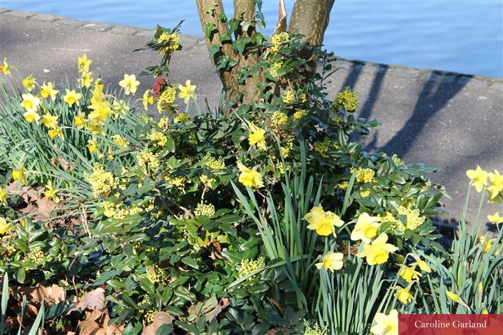 Spring definitely here in Battersea Park