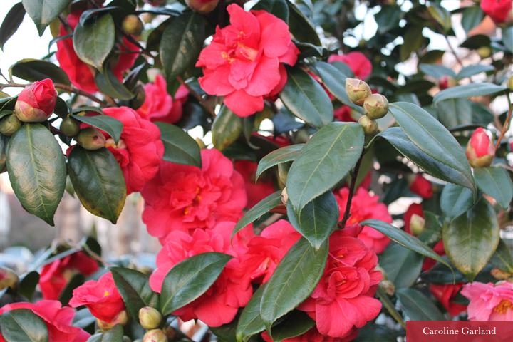 And never forget the camelia for early red impact in a New Vintage planting plan