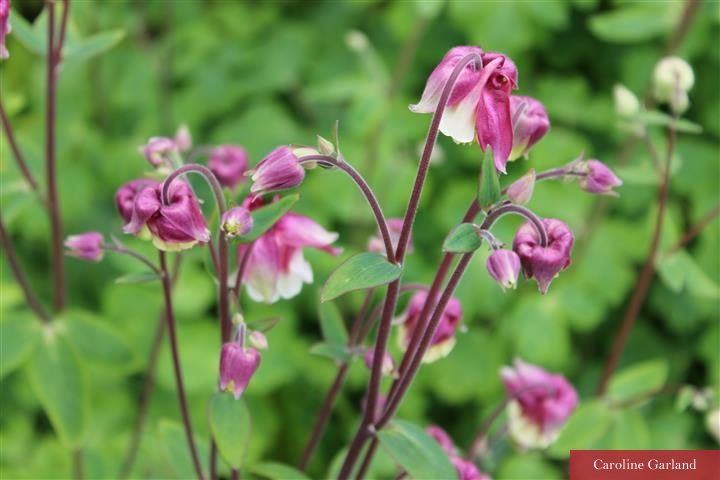Aquilegia time of year