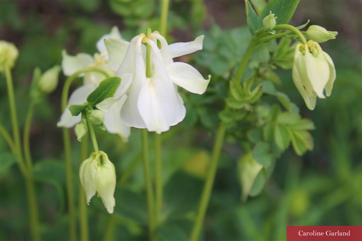 Aquilegia time of year
