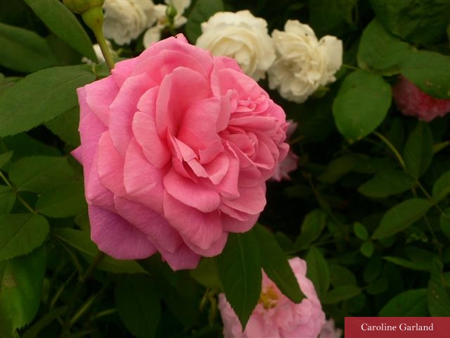 Gertrude Jekyll rose
