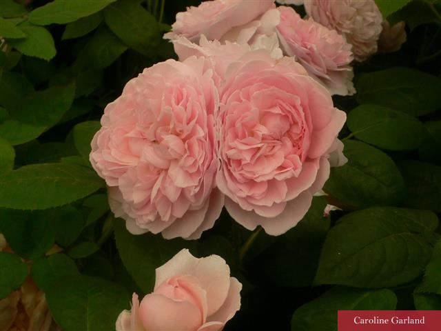 Eglantyne rose